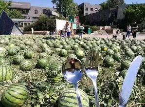 朝阳吃瓜群众最新,揭秘娱乐圈最新热点事件