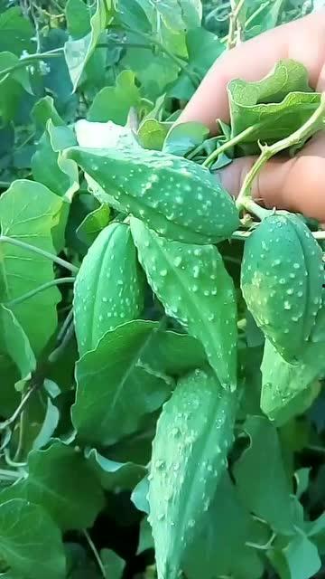 吃瓢瓜去皮吗,去皮还是不去皮，营养与口感大揭秘