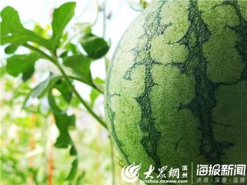 莲花楼阿飞吃瓜,揭秘莲花楼背后的神秘瓜界风云