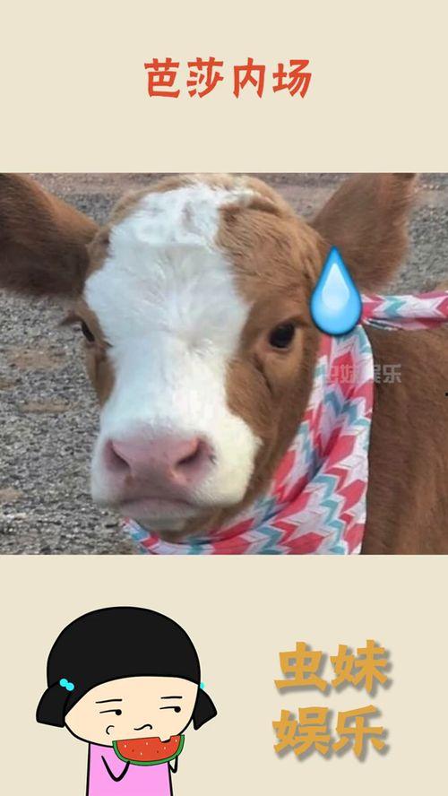 抖音吃瓜方法,轻松解锁热门话题，畅享娱乐盛宴