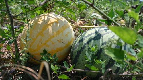 诺姐吃瓜,揭秘娱乐圈幕后真相