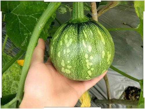 小洪吃瓜,揭秘娱乐圈那些不为人知的幕后故事