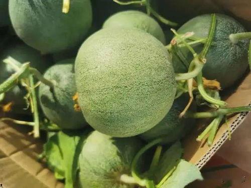 陈ber在线吃瓜,揭秘娱乐圈幕后真相