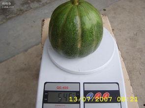 夏天吃的青皮的瓜,青皮瓜的清爽诱惑