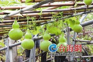 广播吃葫芦瓜,葫芦瓜引发的美食探索之旅