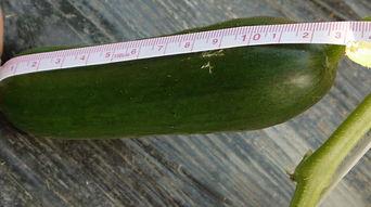 小青吃瓜特效,揭秘娱乐圈那些不为人知的秘密