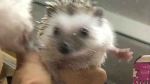 刺猬吃瓜后续,瓜田里的秘密与奇遇