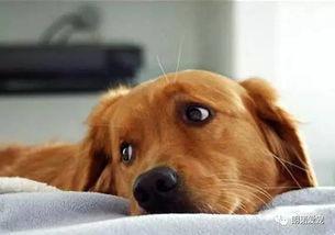 狗狗吃土耳瓜,美味与健康的完美结合