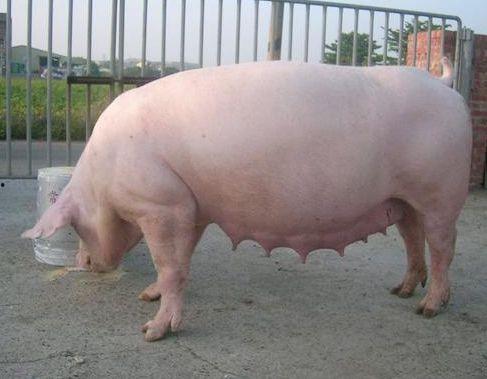 老母猪吃瓜,趣味盎然的乡村生活剪影