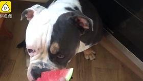 狗狗吃瓜电影,瓜影盛宴，萌宠陪你笑翻天