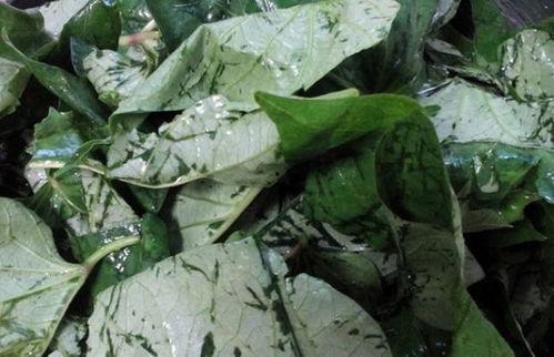 红薯瓜叶怎么吃,探索家常食谱新选择