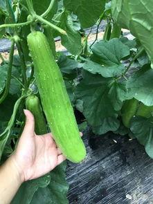 吃瓜群众想发达,揭秘如何实现财富梦想