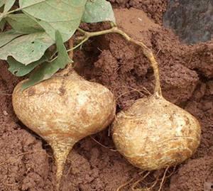 痔疮术后可以吃土瓜,土瓜助力健康饮食