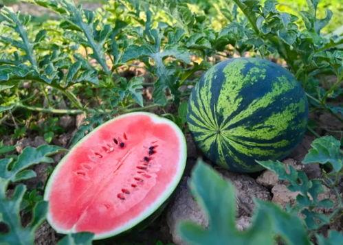 吃瓜许昌,吃瓜许昌，品味地方特色