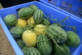 校园吃瓜群免费,揭秘校园生活那些事儿