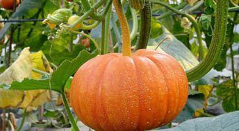 吃瓜又吃藤的南瓜种子,吃瓜又吃藤的奇妙之旅