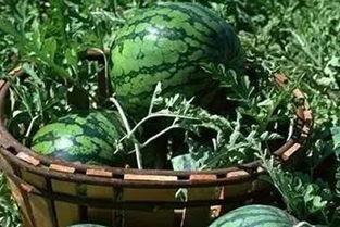 吃瓜山东东营,探寻山东东营的美食之旅