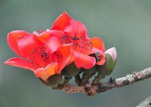 木棉吃瓜小说,穿越时空的甜蜜邂逅