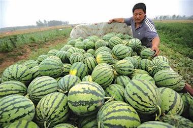 餐餐吃洋瓜,餐餐尽享异国风味
