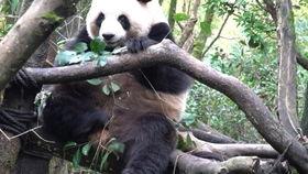 熊姐吃瓜,揭秘娱乐圈那些不为人知的幕后故事