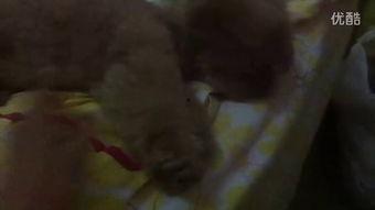 小含吃瓜视频,揭秘娱乐圈幕后故事