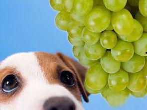 狗狗可以吃绿色的蜜瓜吗,蜜瓜绿皮可否成为狗狗美食？