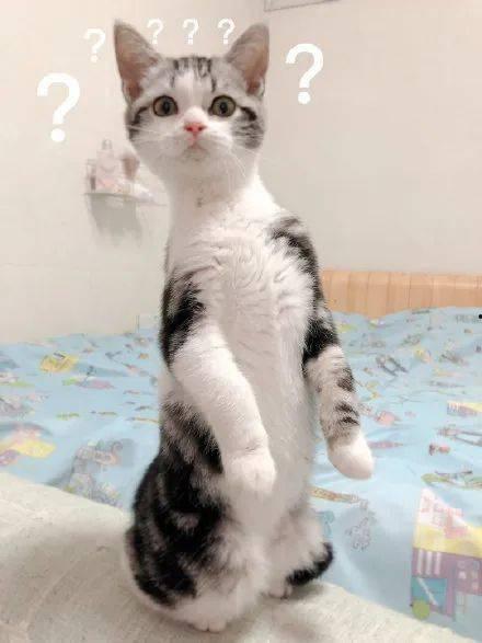 猫咪可以吃稍瓜,揭秘西瓜的甜蜜诱惑