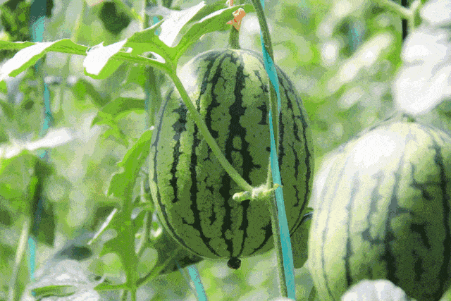 世界吃瓜基地,全球美食盛宴的汇聚之地