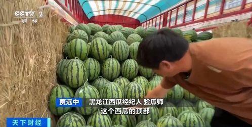 吃瓜土包子,揭秘民间美食背后的故事与传承