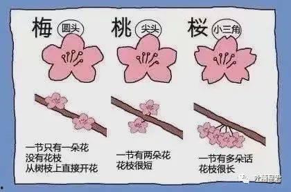 吃瓜梅花,揭秘梅花背后的神秘故事